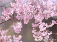 义乌市湾柑电子商务商行