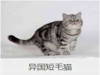 义乌市湾柑电子商务商行