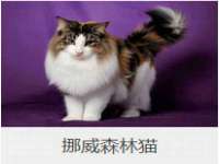 义乌市湾柑电子商务商行