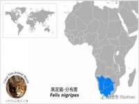 义乌市湾柑电子商务商行