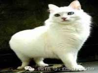 义乌市湾柑电子商务商行