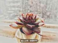 义乌市湾柑电子商务商行