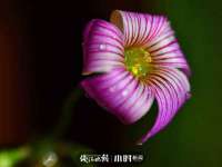 义乌市湾柑电子商务商行