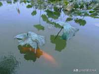 义乌市湾柑电子商务商行