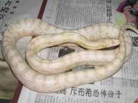 义乌市湾柑电子商务商行